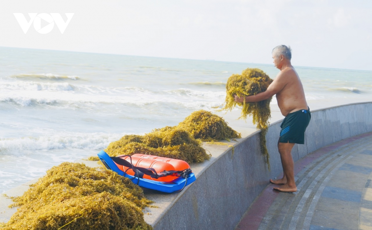 hang chuc tan rong bien dat vao bien vung tau, nguoi dan nhat ve phoi kho hinh anh 2
