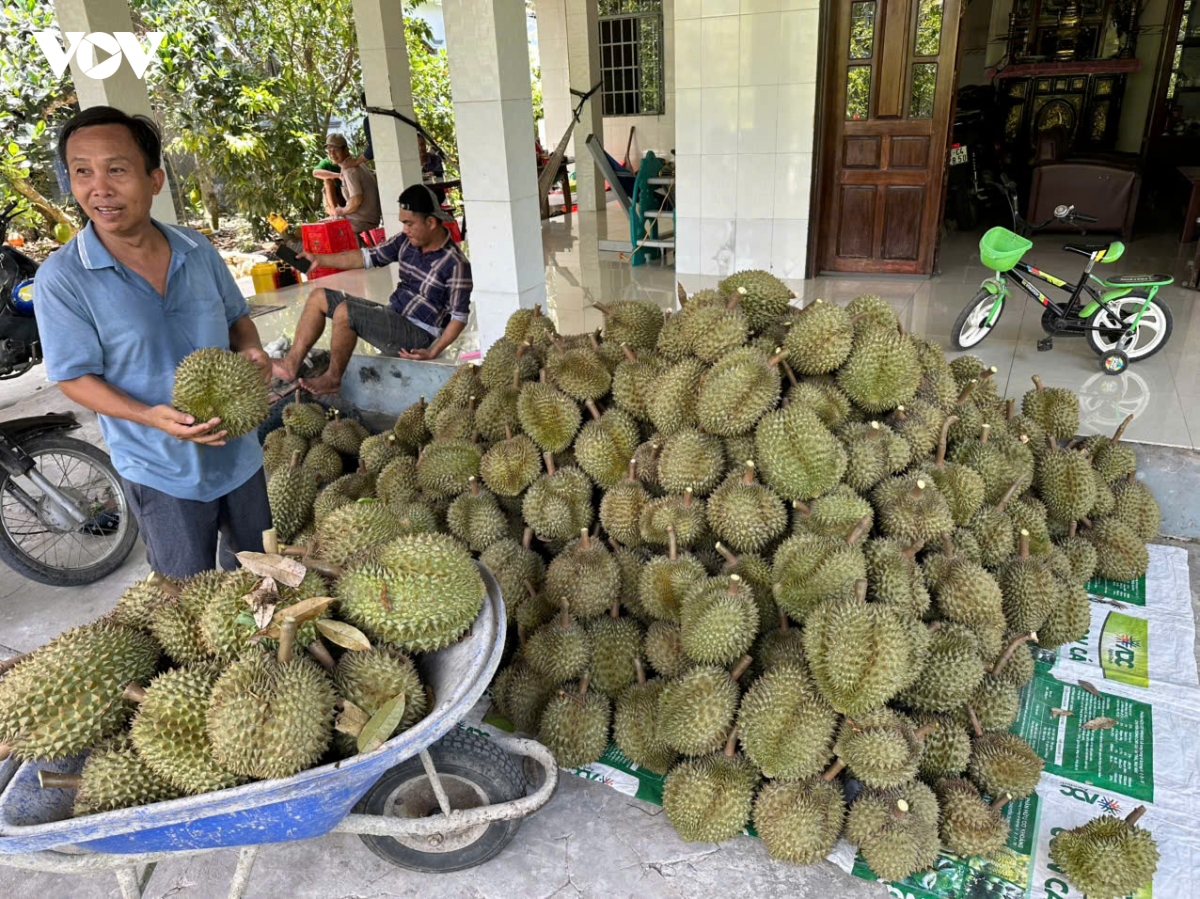 Dong thap se to chuc le hoi trai cay lan thu i nam 2026 voi quy mo lon hinh anh 2