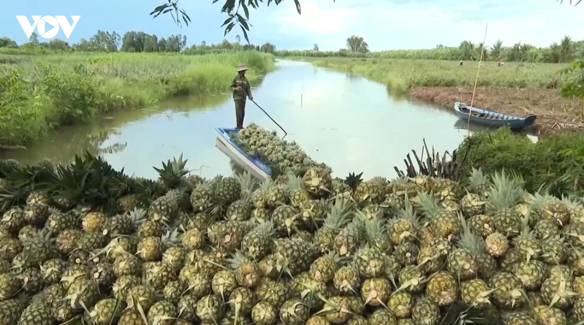 cay khom md2 mo ra huong phat trien nong nghiep ben vung cho nong dan can tho hinh anh 1