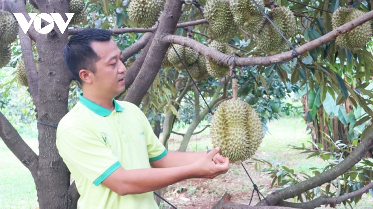 nha vuon Dong nai lac quan cho vu sau rieng sach hinh anh 2