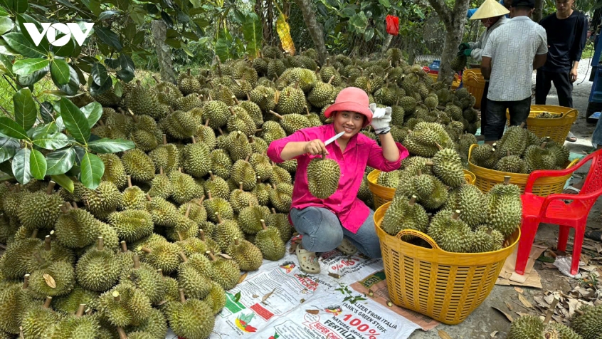 trai sau rieng tang gia tro lai, nha vuon Dong thap bat dau co lai hinh anh 2