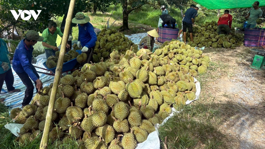 trai sau rieng tang gia tro lai, nha vuon Dong thap bat dau co lai hinh anh 1