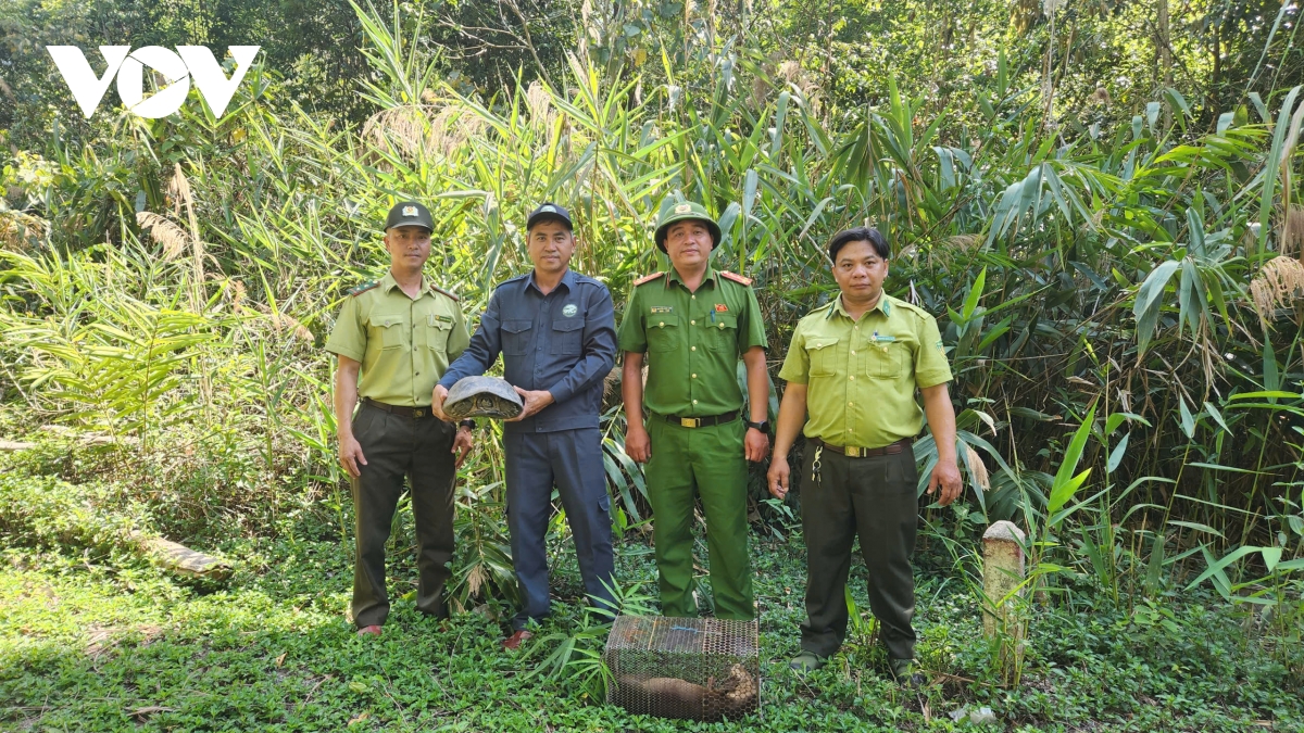 tai tha nhieu dong vat quy hiem ve rung tu nhien kon ka kinh, gia lai hinh anh 1