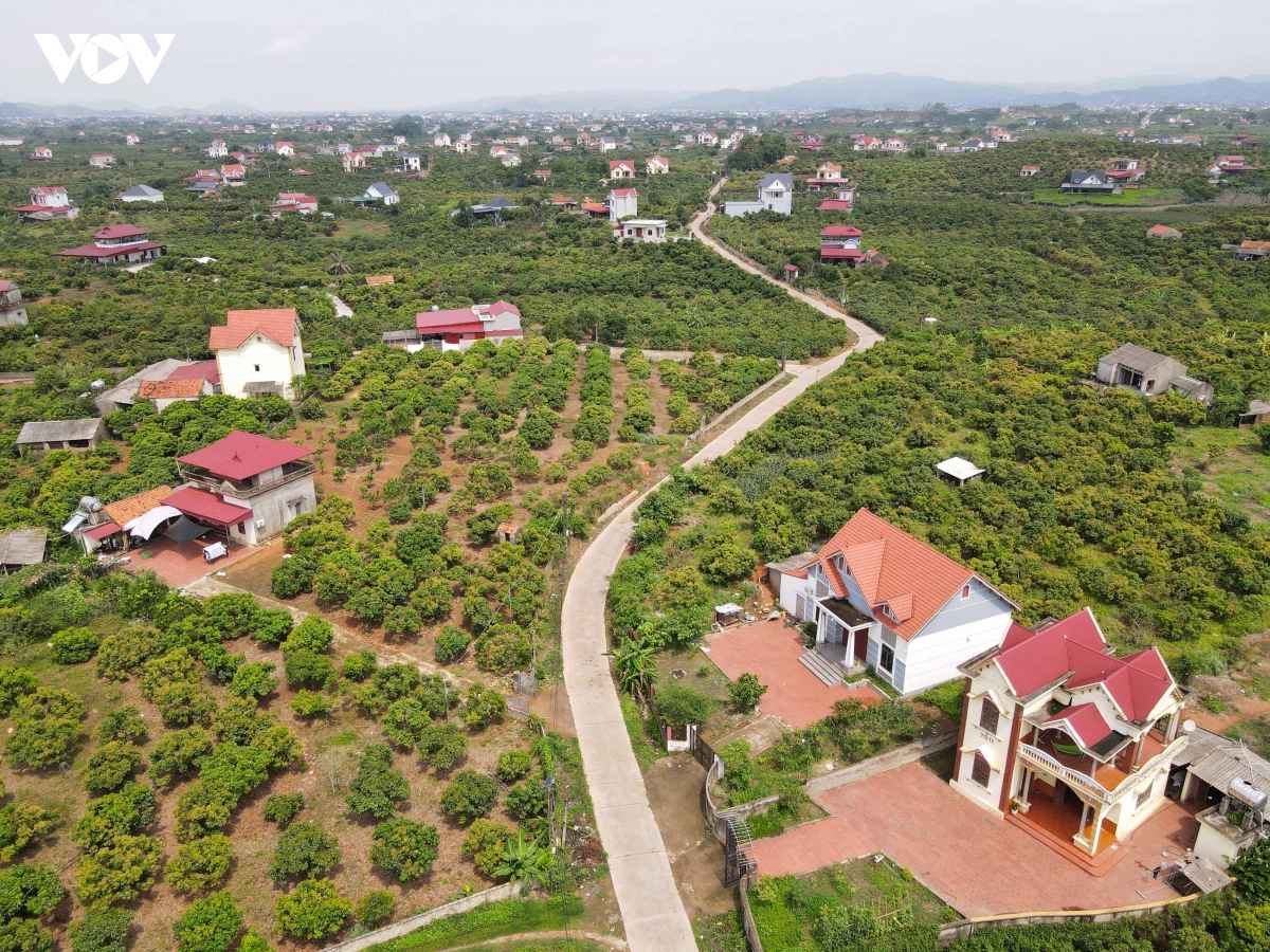 vu vai thieu som giam san luong nhung nong dan bac ninh phan khoi vi gia cao hinh anh 1