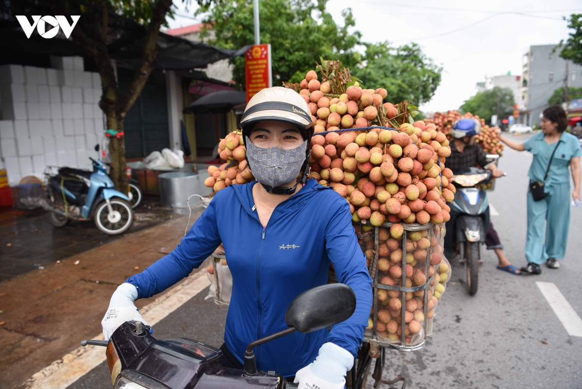 vu vai thieu som giam san luong nhung nong dan bac ninh phan khoi vi gia cao hinh anh 6