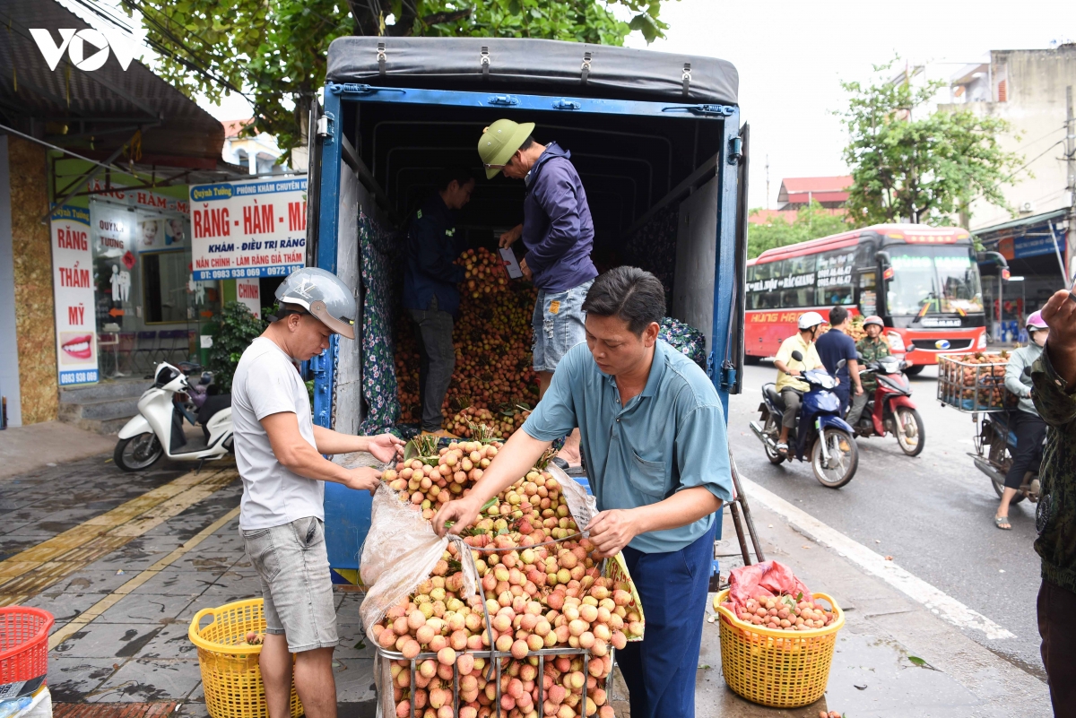 vu vai thieu som giam san luong nhung nong dan bac ninh phan khoi vi gia cao hinh anh 8
