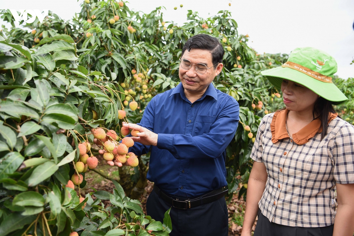 vu vai thieu som giam san luong nhung nong dan bac ninh phan khoi vi gia cao hinh anh 5