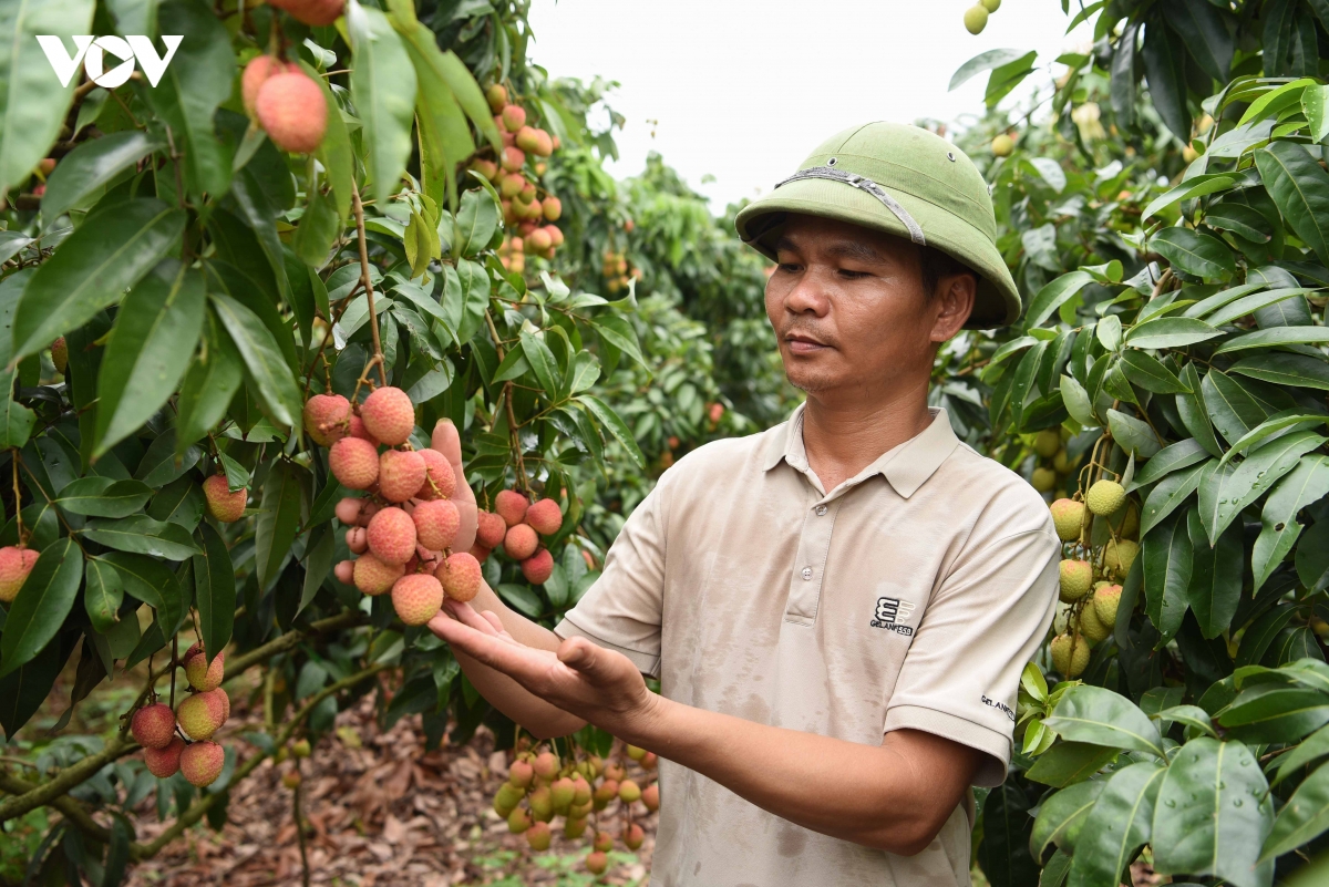 vu vai thieu som giam san luong nhung nong dan bac ninh phan khoi vi gia cao hinh anh 2