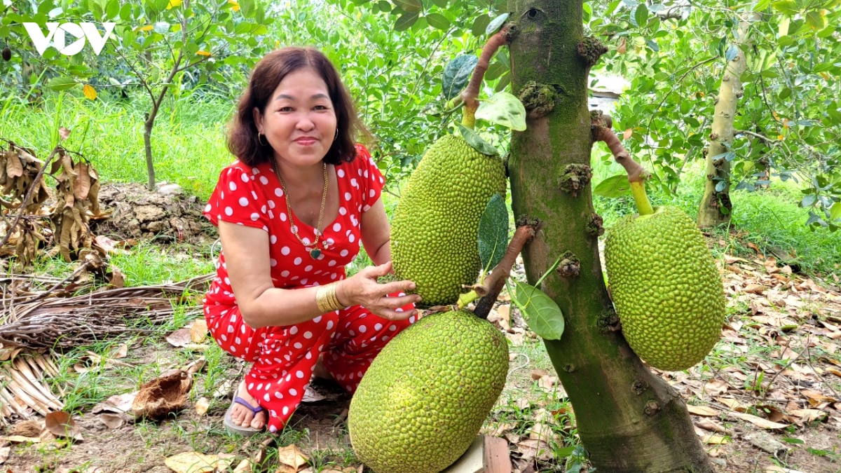 trai mit, thanh long o tinh Dong thap rot gia keo dai, nha vuon kho khan hinh anh 1