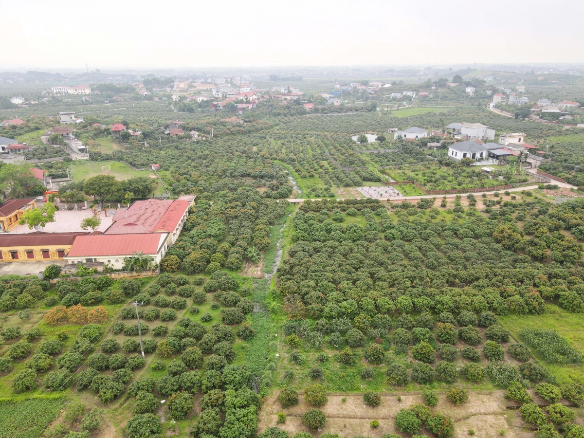 vai thieu bac ninh that thu do thoi tiet bat loi, nhieu nha vuon lao dao hinh anh 3