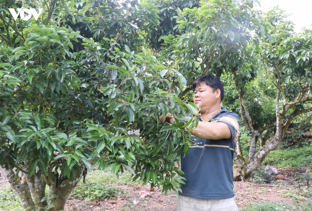 Vải thiều Bắc Ninh thất thu do thời tiết bất lợi, nhiều nhà vườn lao đao
