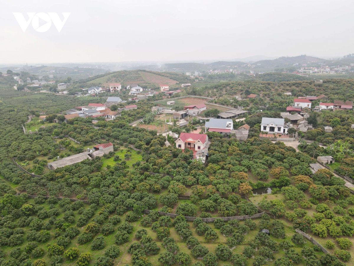 thu phu vai thieu som o bac ninh truoc vu thu hoach ke cuoi, nguoi khoc hinh anh 1