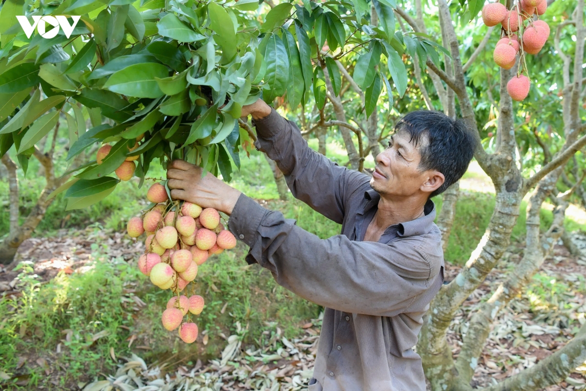nang nong dinh diem, nguoi dan o phuc hoa, bac ninh tat bat thu hoach vai chin som hinh anh 9