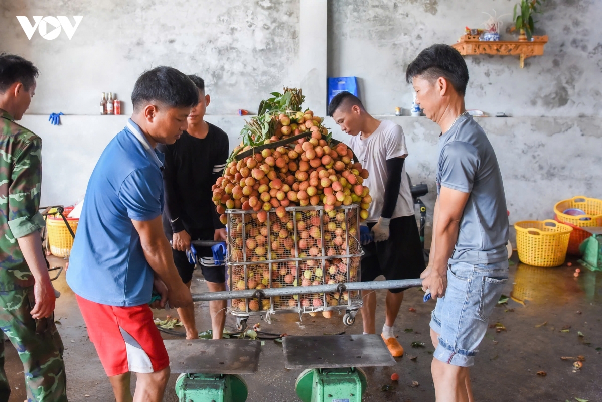nang nong dinh diem, nguoi dan o phuc hoa, bac ninh tat bat thu hoach vai chin som hinh anh 14