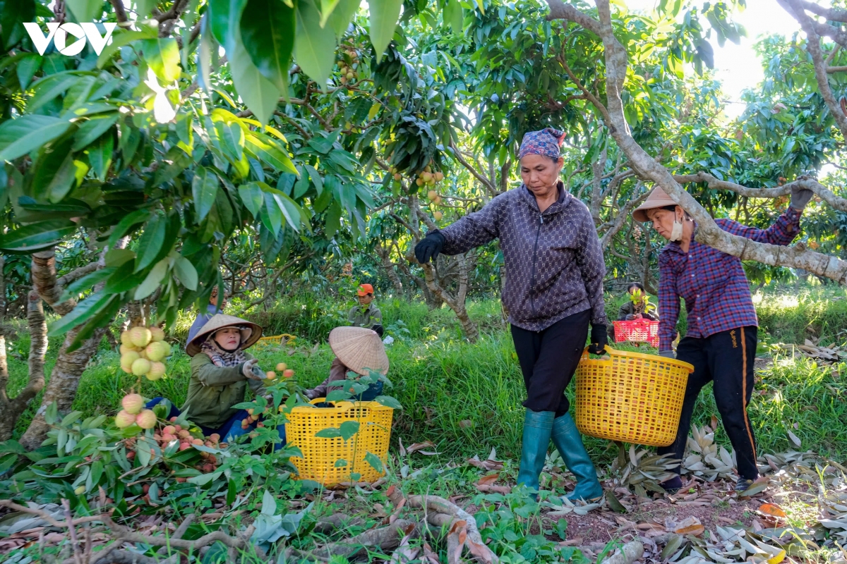nang nong dinh diem, nguoi dan o phuc hoa, bac ninh tat bat thu hoach vai chin som hinh anh 8