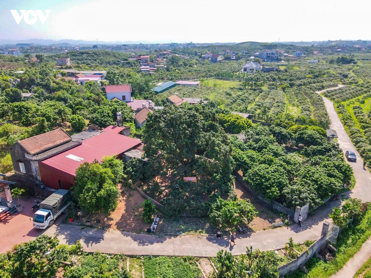 nang nong dinh diem, nguoi dan o phuc hoa, bac ninh tat bat thu hoach vai chin som hinh anh 1