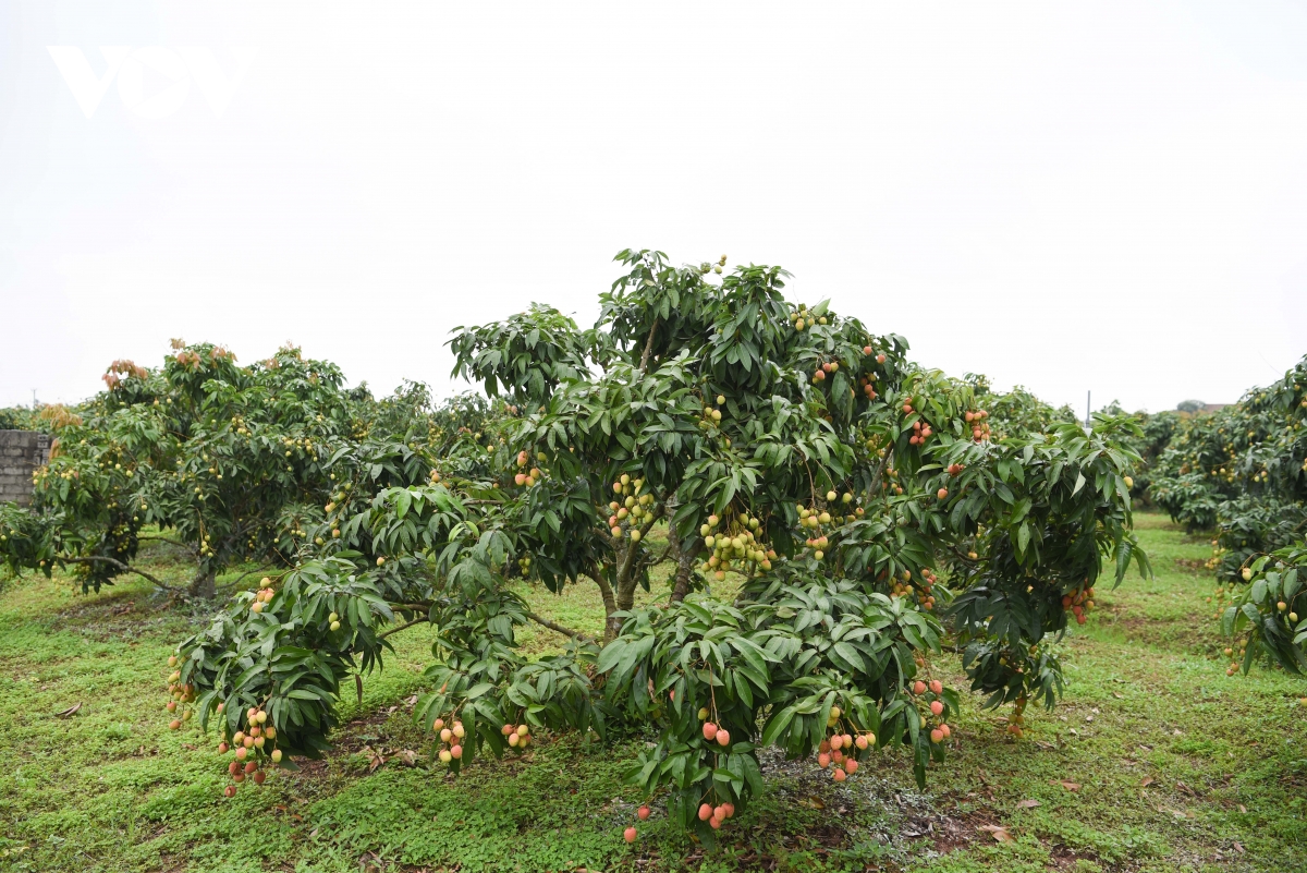 thu phu vai thieu som o bac ninh truoc vu thu hoach ke cuoi, nguoi khoc hinh anh 6