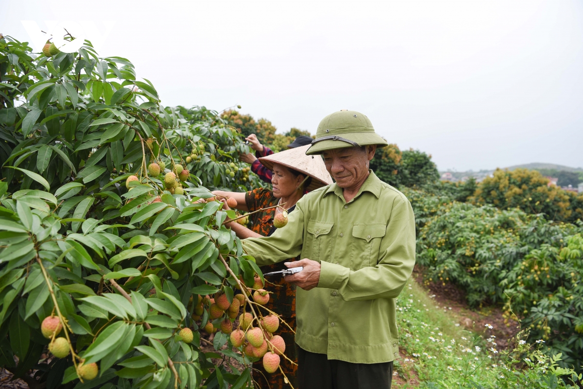 thu phu vai thieu som o bac ninh truoc vu thu hoach ke cuoi, nguoi khoc hinh anh 5