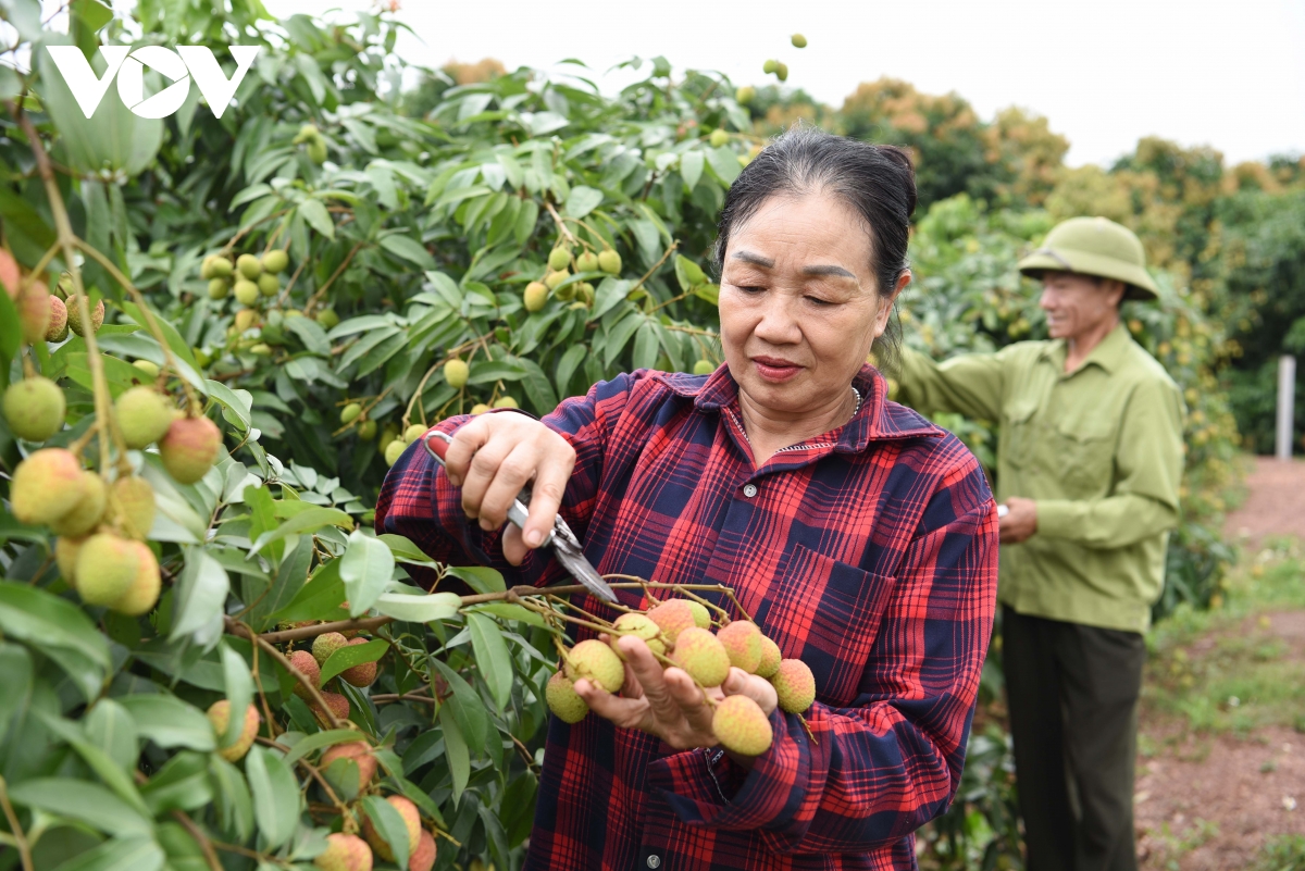 Thủ phủ vải thiều sớm ở Bắc Ninh trước vụ thu hoạch: Kẻ cười, người khóc
