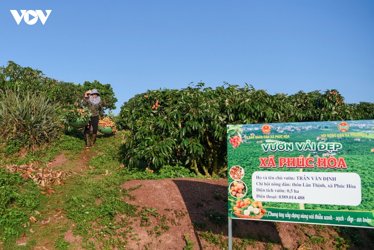 nang nong dinh diem, nguoi dan o phuc hoa, bac ninh tat bat thu hoach vai chin som hinh anh 4