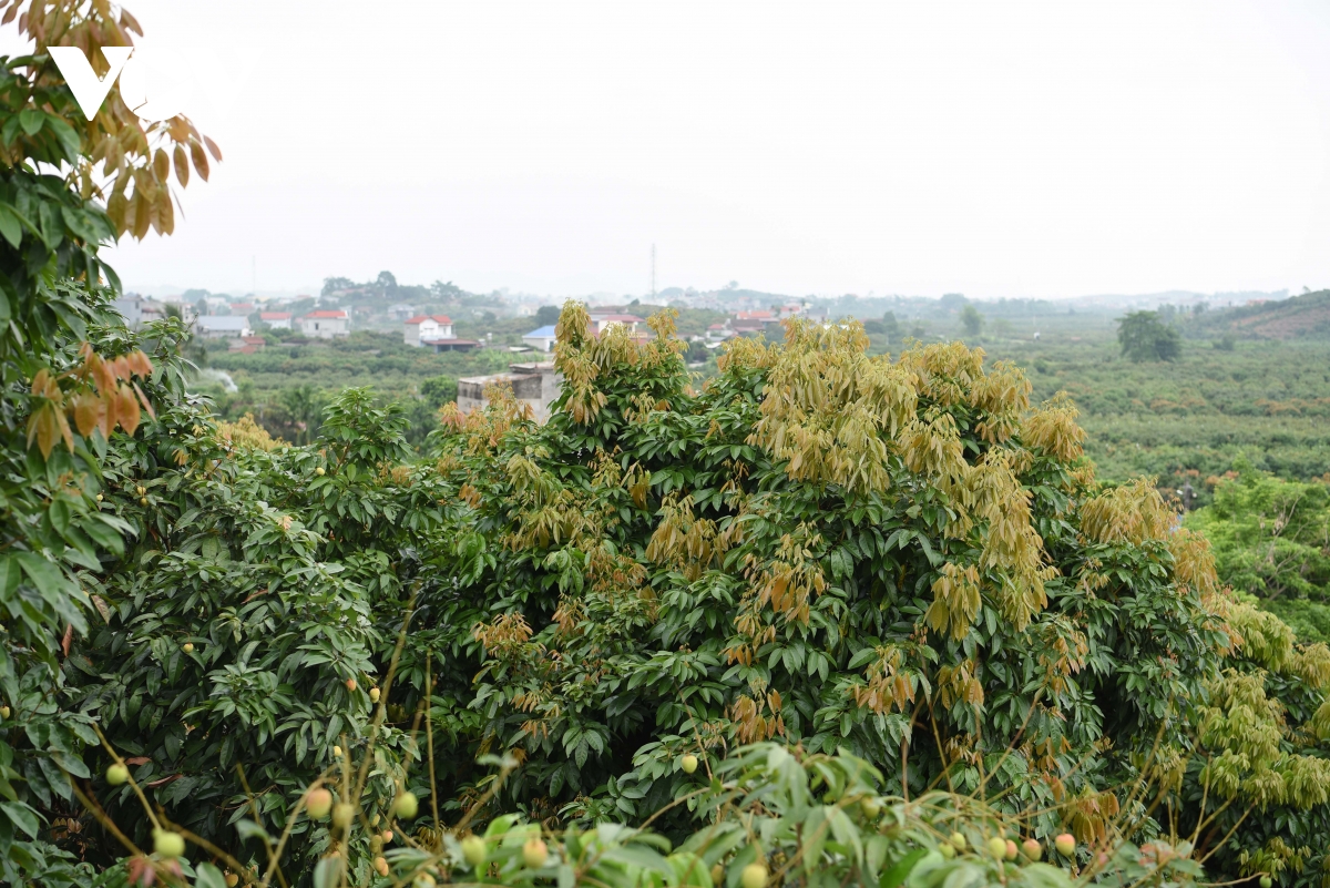 thu phu vai thieu som o bac ninh truoc vu thu hoach ke cuoi, nguoi khoc hinh anh 3