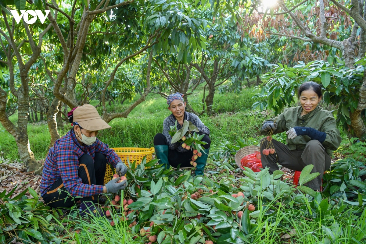 nang nong dinh diem, nguoi dan o phuc hoa, bac ninh tat bat thu hoach vai chin som hinh anh 10