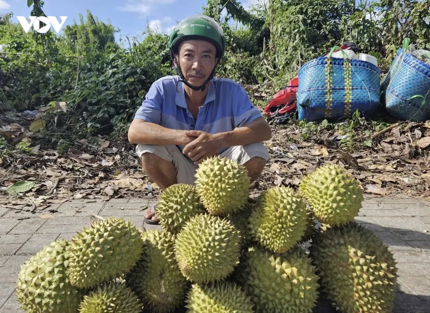 nong dan trong sau rieng mang noi sau chung hinh anh 1