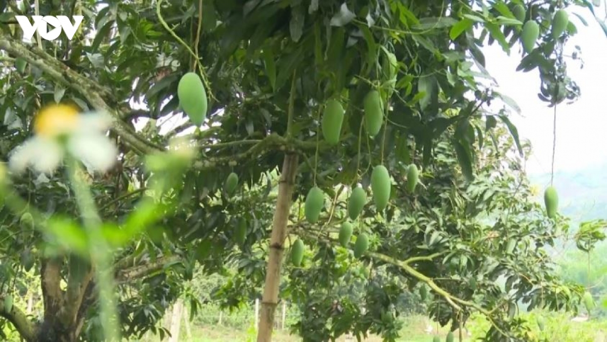 bi quyet doi doi cua nguoi dan muong bu son la hinh anh 1
