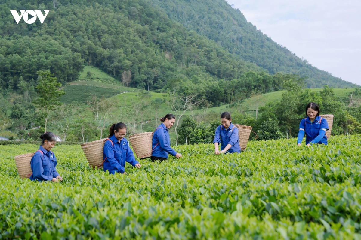 xanh hoa vung che, nang tam thuong hieu tra thai nguyen hinh anh 4