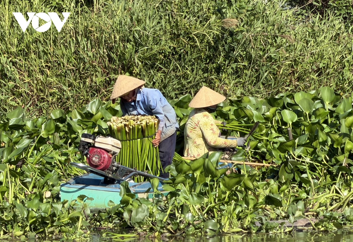 nong dan can tho trong luc binh cho thu nhap cao hinh anh 1