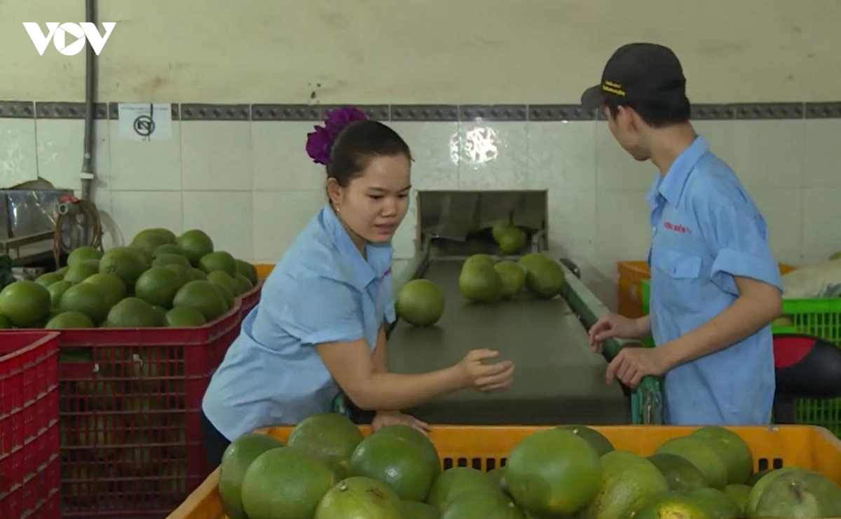 khi nong san vinh long chuyen tu ban nguyen lieu sang ban gia tri hinh anh 2
