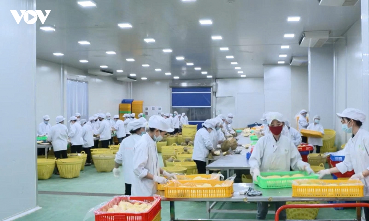 khi nong san vinh long chuyen tu ban nguyen lieu sang ban gia tri hinh anh 1