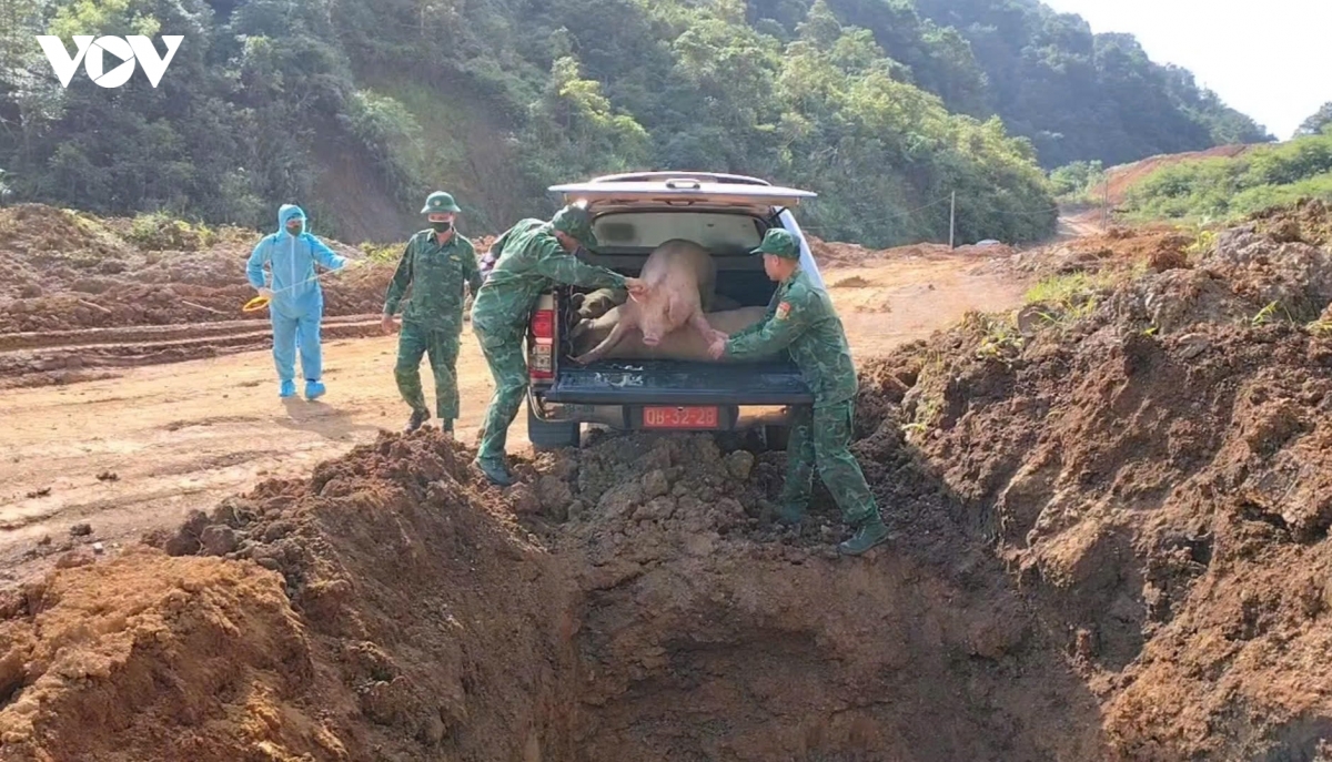 tieu huy gan 600kg lon nhap lau o cao bang hinh anh 1