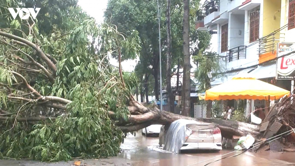 giong loc quat nga hang loat cay xanh o phuong cao lanh Dong thap hinh anh 2