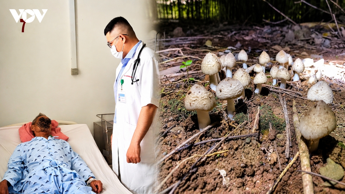 Ngộ độc sau khi ăn nấm lạ, nhiều người phải nhập viện ở Tây Ninh