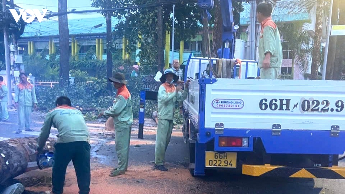giong loc quat nga hang loat cay xanh o phuong cao lanh Dong thap hinh anh 3