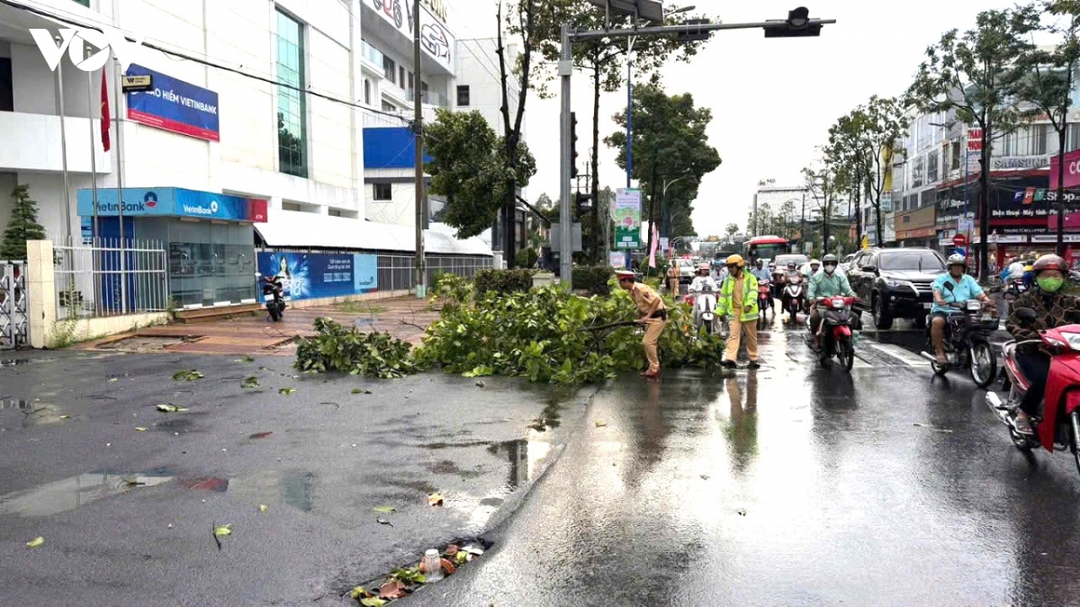giong loc quat nga hang loat cay xanh o phuong cao lanh Dong thap hinh anh 4