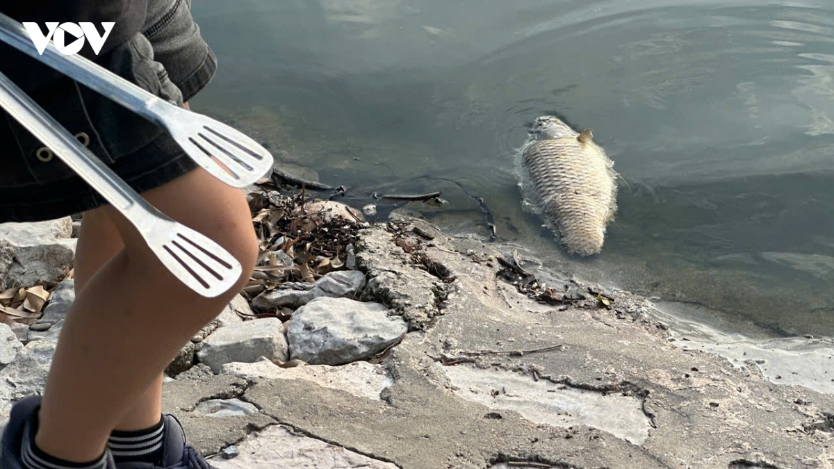 ca chet thoi gay o nhiem tai ho bay mau trong cong vien thong nhat hinh anh 7