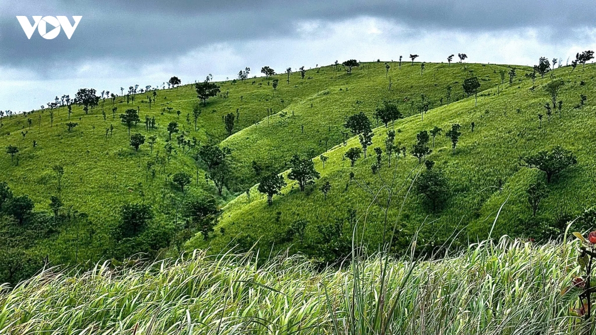 gia lai tap trung vay bat nghi pham ban chet nguoi roi lan tron trong rung hinh anh 2