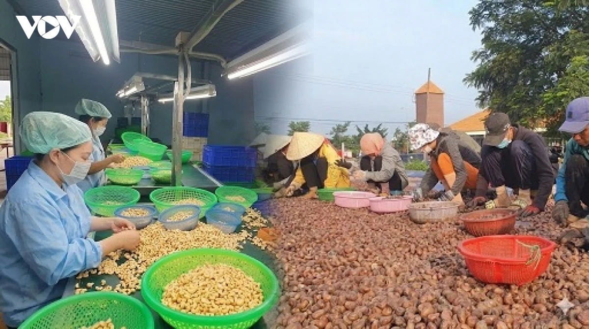 nong san viet chuyen huong sang nam A, cung co thi truong trong diem hinh anh 3