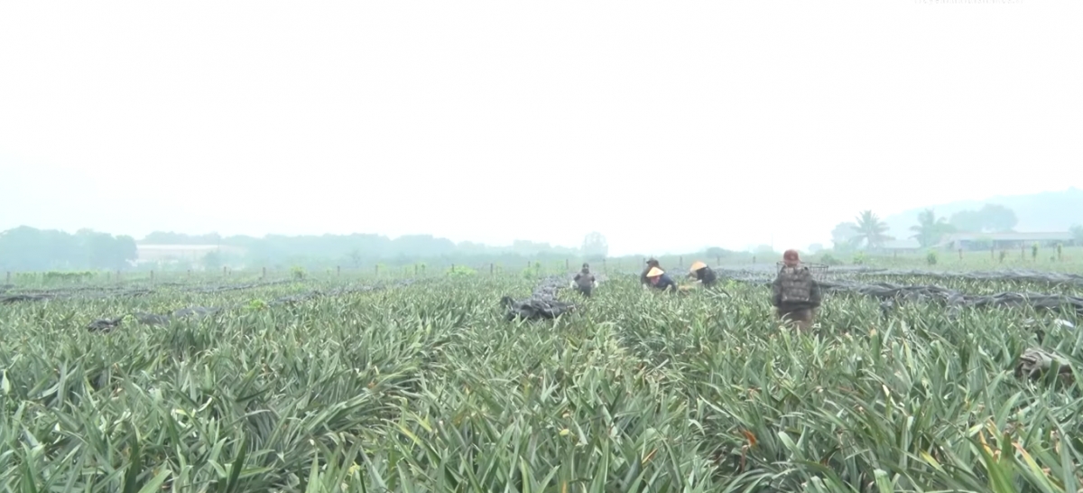 hang tram ha dua chin ro o thanh hoa roi vao canh mat gia, kho tieu thu hinh anh 1