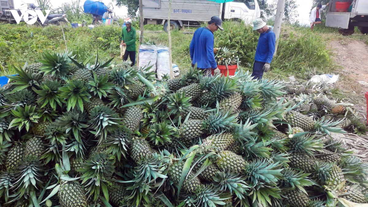 gia khom sut giam bat thuong, nong dan trong khom vung Dong thap lo lang hinh anh 1