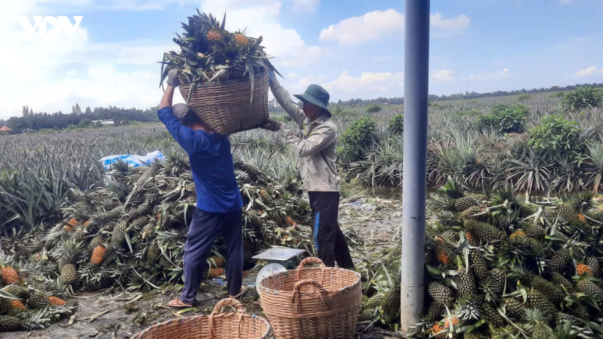 gia khom sut giam bat thuong, nong dan trong khom vung Dong thap lo lang hinh anh 2