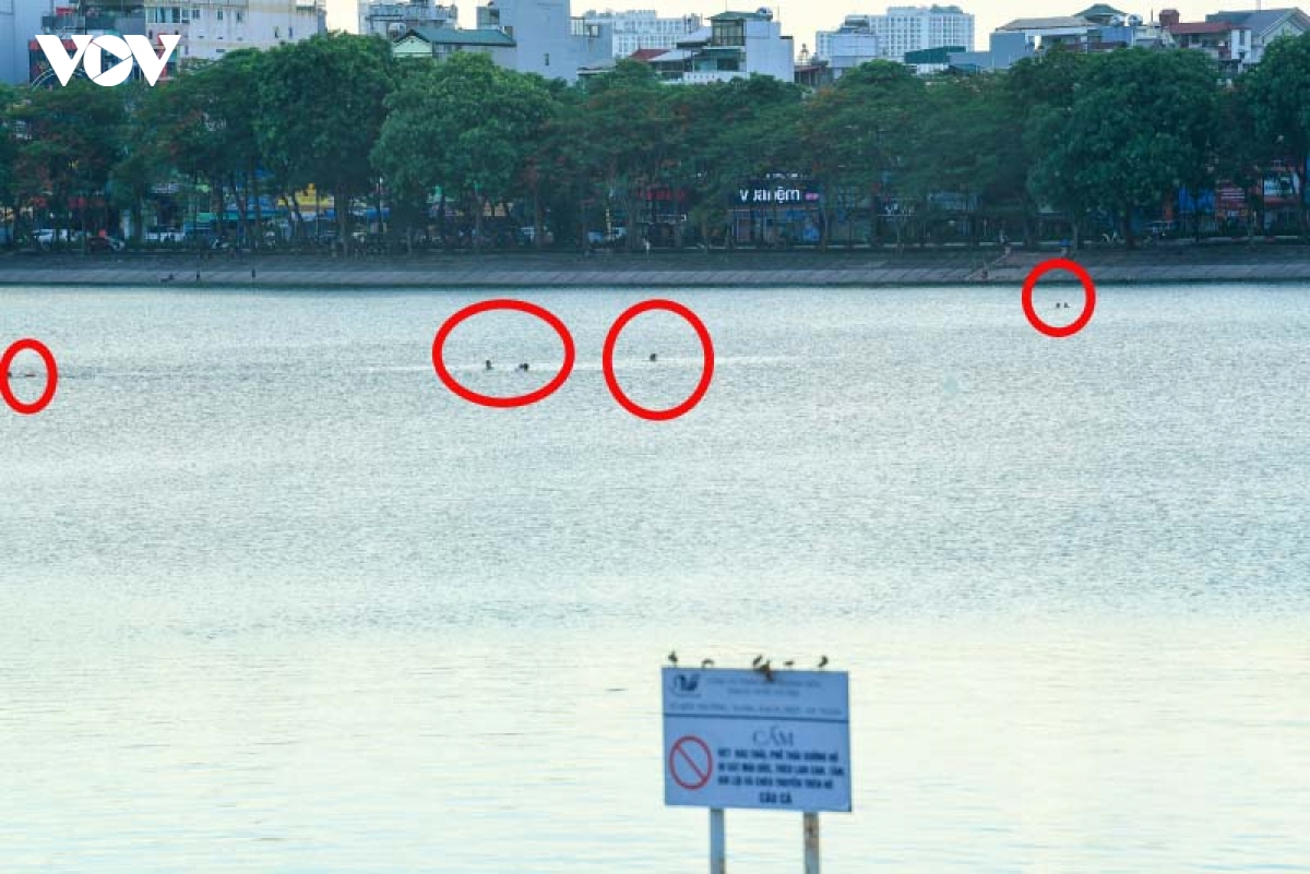 vua xay ra duoi nuoc thuong tam, nguoi dan van do ra ho linh Dam boi loi hinh anh 8