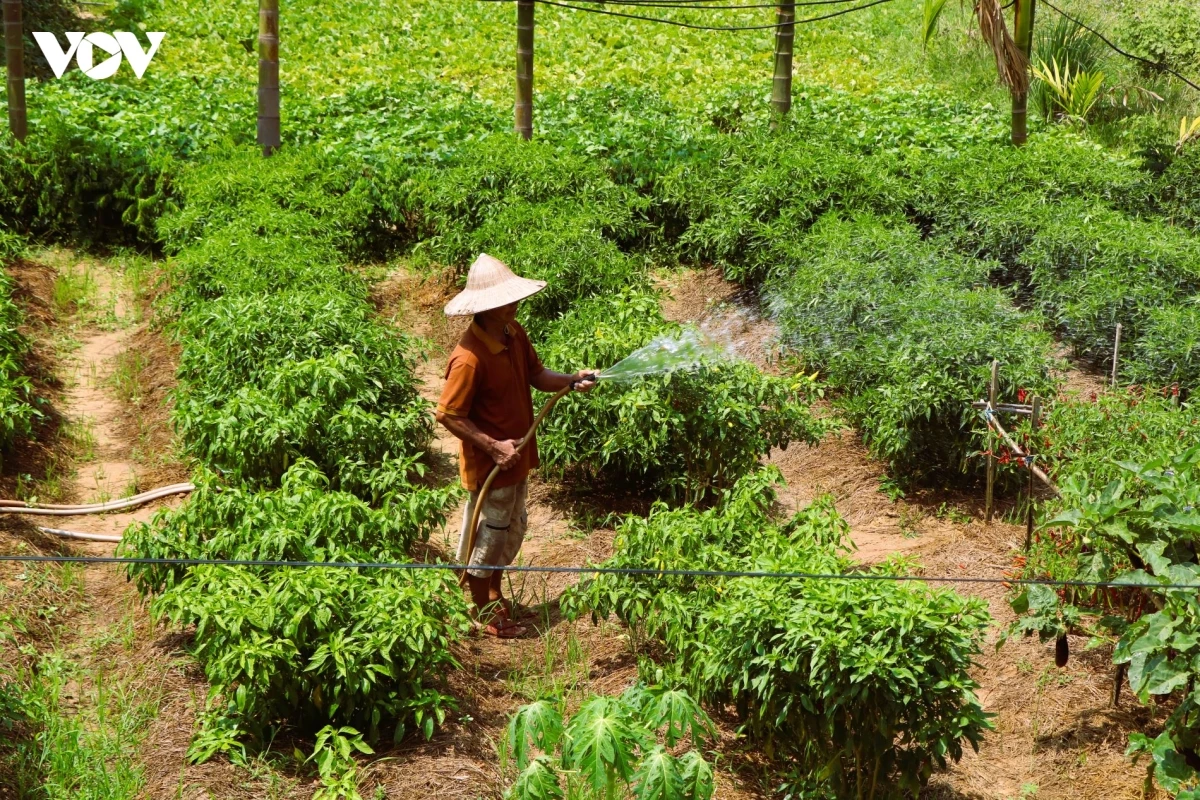 nhoc nhan muu sinh duoi cai nang bong rat o mien trung hinh anh 2