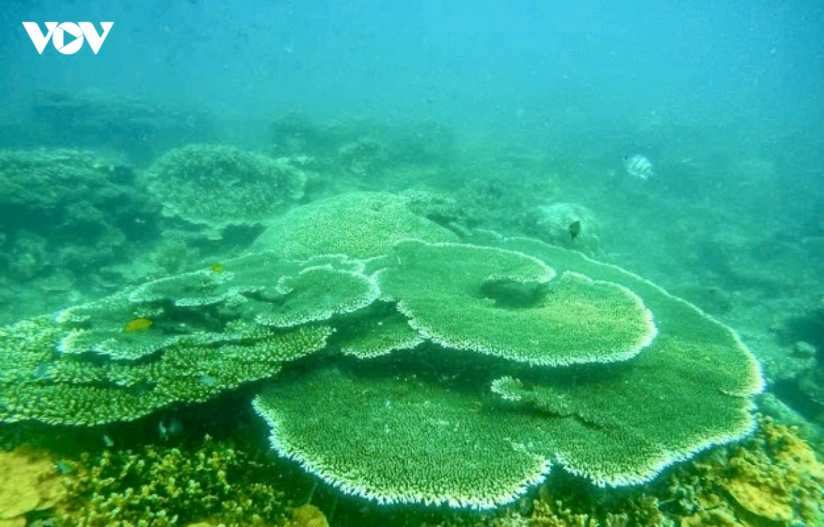 Dau tu bao ton cac khu ramsar vi mot viet nam xanh hinh anh 3