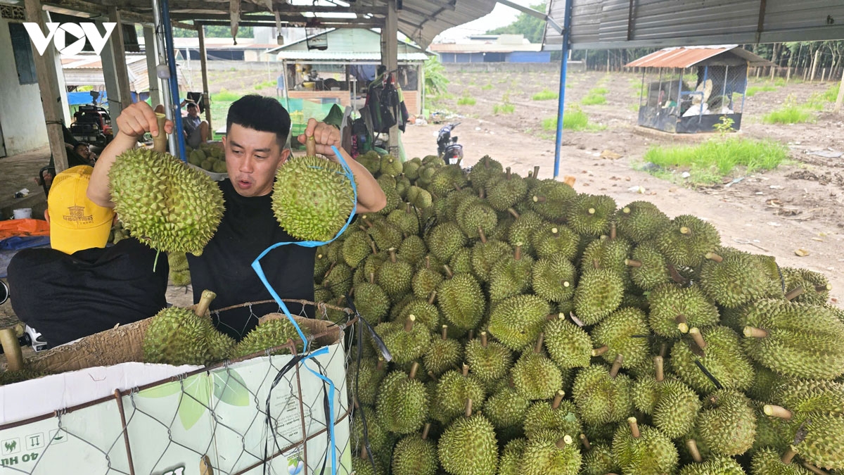 Doc la nghe go sau rieng , thu nhap 60 trieu thang hinh anh 7