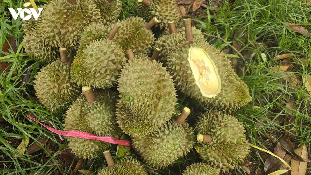 Doc la nghe go sau rieng , thu nhap 60 trieu thang hinh anh 3