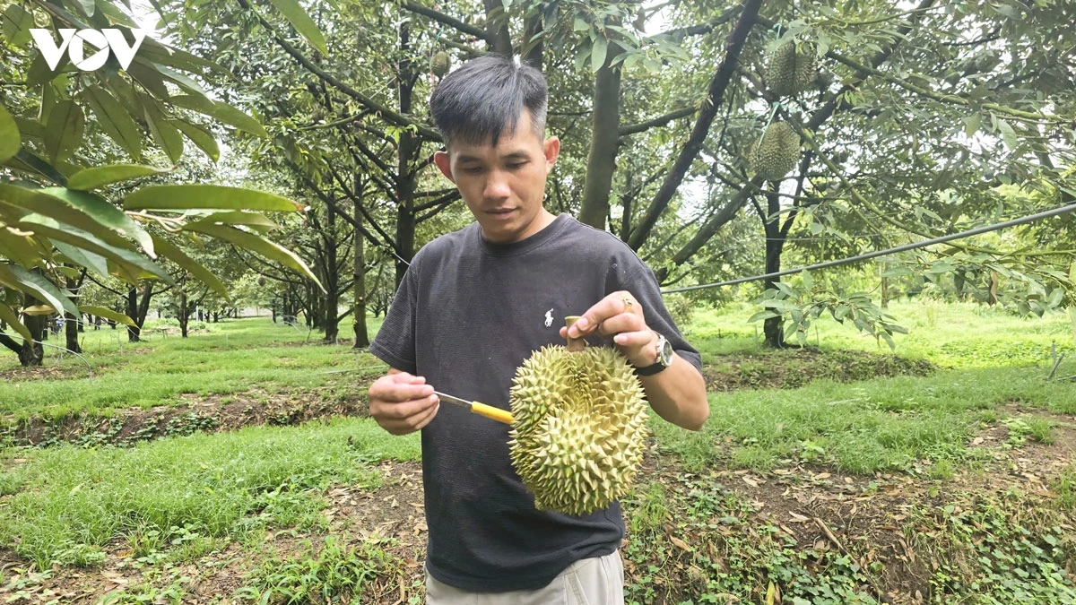 Doc la nghe go sau rieng , thu nhap 60 trieu thang hinh anh 1