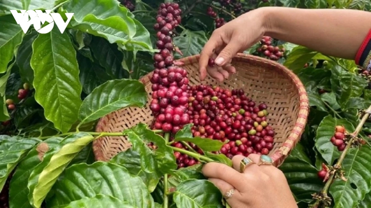 Giá cà phê hôm nay 4/6: Giá cà phê trong nước tăng, cà phê thế giới giảm
